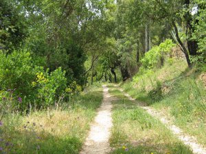 Along the pathway..lies natures medicine