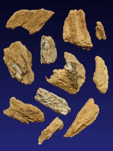 By H. Zell (Own work) [GFDL (http://www.gnu.org/copyleft/fdl.html) or CC BY-SA 3.0 (http://creativecommons.org/licenses/by-sa/3.0)], via Wikimedia Commons