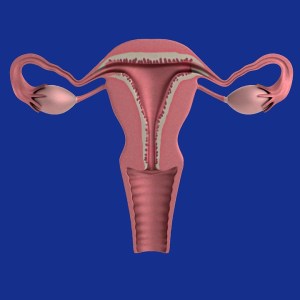 uterus-1089344_960_720